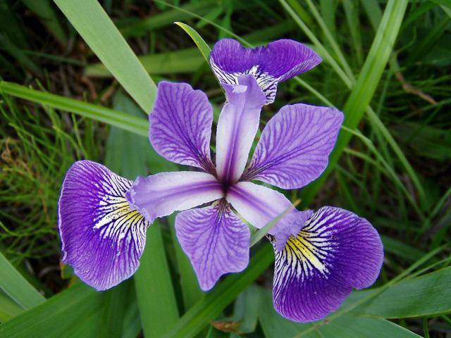 3 loài hoa thịnh vượng, điềm lành và sung túc trồng trong nhà không phải ai cũng biết - 12 - kythuatcanhtac.com