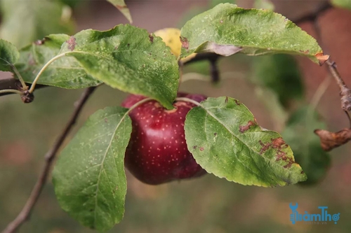 4 bệnh thường gặp trên cây táo và cách phòng tránh - kythuatcanhtac.com