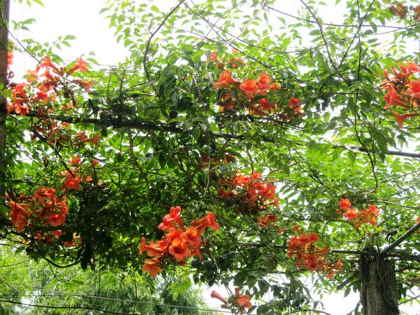Hoa đăng tiêu hoa leo đẹp chống nắng tuyệt đẹp 9 - kythuatcanhtac.com