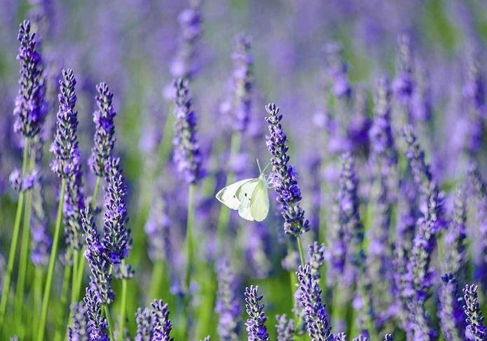 chùm ảnh hoa lavender đẹp làm hình nền - kythuatcanhtac.com