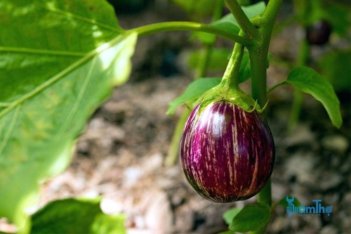 Phương pháp trồng cà tím từ cành giâm - kythuatcanhtac.com