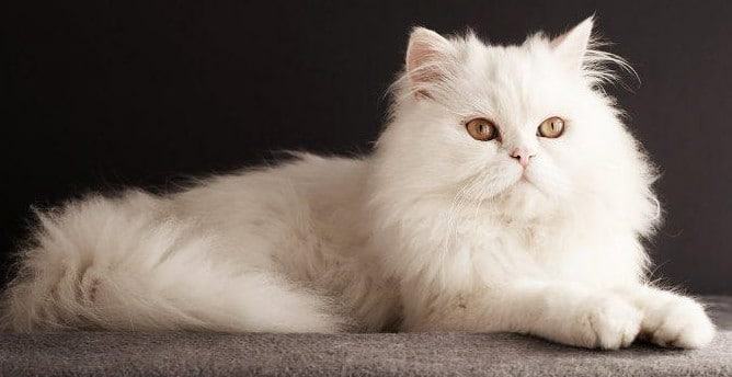 Mèo trắng - Các giống mèo trắng đẹp nhất hiện nay 13 - kythuatcanhtac.com