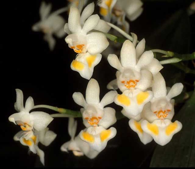 Lan hồ điệp rừng Phalaeopsis gibbosa Sweet - kythuatcanhtac.com