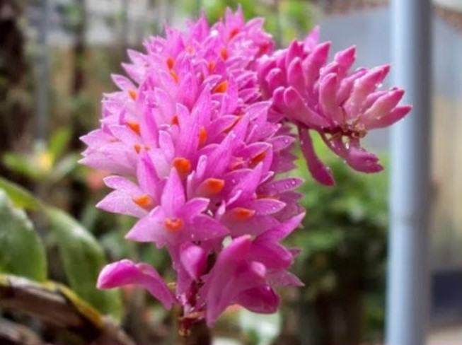 Hoa lan báo hỷ - Loài hoa có sắc đẹp rực rỡ và hương thơn cuốn hút 18 - kythuatcanhtac.com
