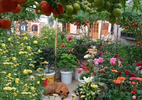 Mẹ Hải Phòng làm ròng rọc tời đất lên sân thượng trồng cà chua, quả kết từng chùm trĩu giàn - 1 - kythuatcanhtac.com
