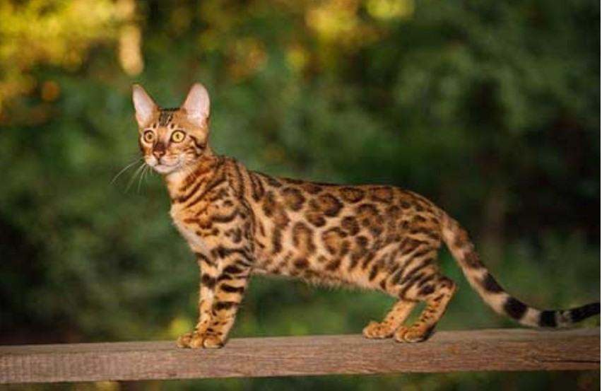 Mèo bengal - Nguồn gốc, đặc điểm và cách chăm sóc Mèo bengal 9 - kythuatcanhtac.com