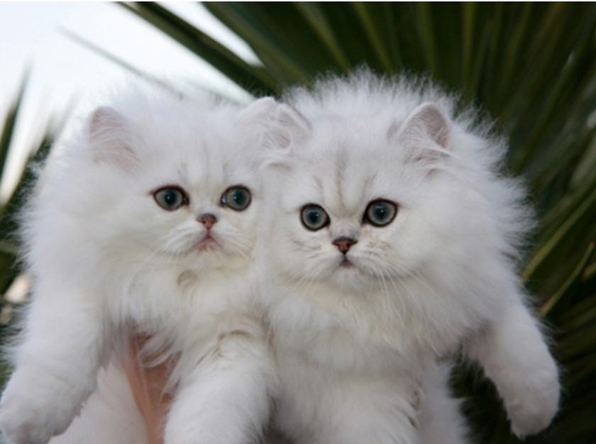 Kiến thức Mèo Anh Lông Dài (British Longhair Cat) A-Z 18 - kythuatcanhtac.com
