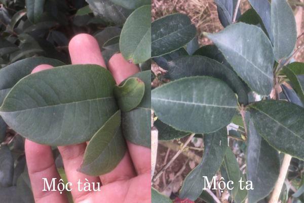 Cây Mộc Hương - Ý nghĩa, cách trồng và chăm sóc cho cây ra hoa đẹp - 3 - kythuatcanhtac.com