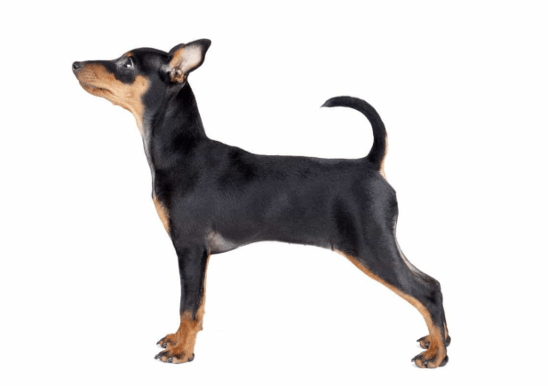Chó Phốc - Loài chó nhỏ nhắn, tình cảm và thông minh 16 - kythuatcanhtac.com