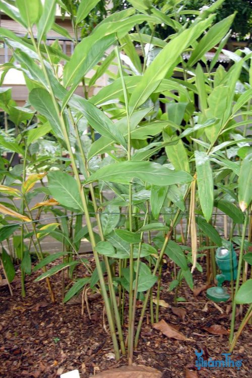 Cách trồng củ riềng tại nhà - kythuatcanhtac.com