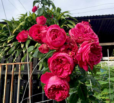 Hoa hồng Red Eden rose - Hoa hồng leo Red Eden 2 - kythuatcanhtac.com