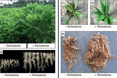 Cây trồng khi sử dụng nấm Trichoderma tác dụng bộ rễ - kythuatcanhtac.com
