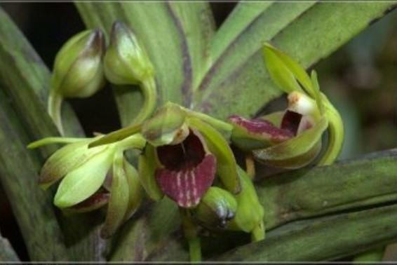 Hoa lan Vanda - Nguồn gốc, đặc điểm, cách trồng và chăm sóc hoa lan vanda 23 - kythuatcanhtac.com