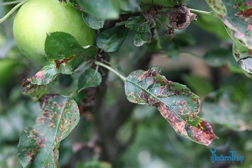 Cách xác định, điều trị và ngăn ngừa bệnh ghẻ trên cây táo - kythuatcanhtac.com