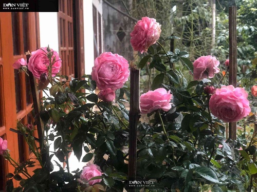 Ngôi nhà ngát hương từ 200 chậu hoa hồng của mẹ đảm Hưng Yên - 7 - kythuatcanhtac.com