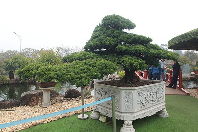 amp;#34;Choángamp;#34; với bộ ba cây quý gần 20 tỷ của đại gia Thái Nguyên - 4 - kythuatcanhtac.com