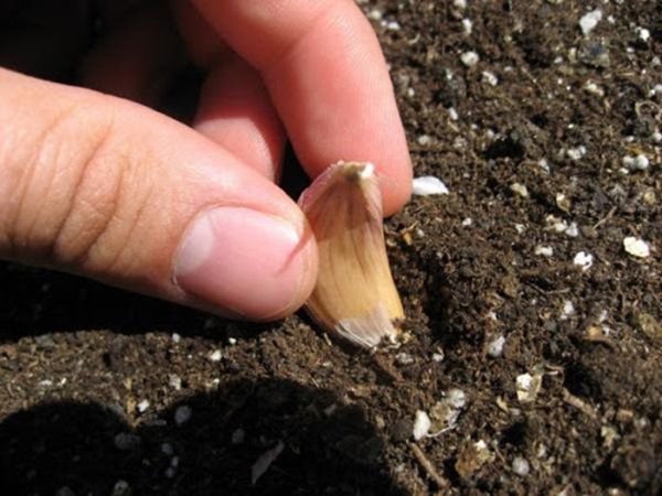 Cách trồng tỏi dễ như ăn kẹo, lấy 1 tép vùi vào đất mấy tuần sau ăn không hết - 4 - kythuatcanhtac.com