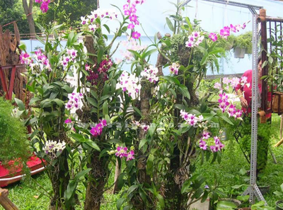 Kỹ thuật trồng hoa lan - kythuatcanhtac.com