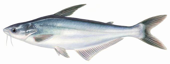 Đặc điểm sinh học của cá tra - kythuatcanhtac.com