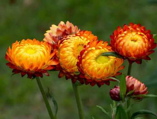 Hình ảnh hoa cúc đẹp - kythuatcanhtac.com