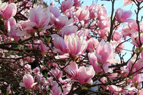 Cây Hoa Mộc Lan - Ý nghĩa và cách trồng giúp hoa nở đẹp - 7 - kythuatcanhtac.com