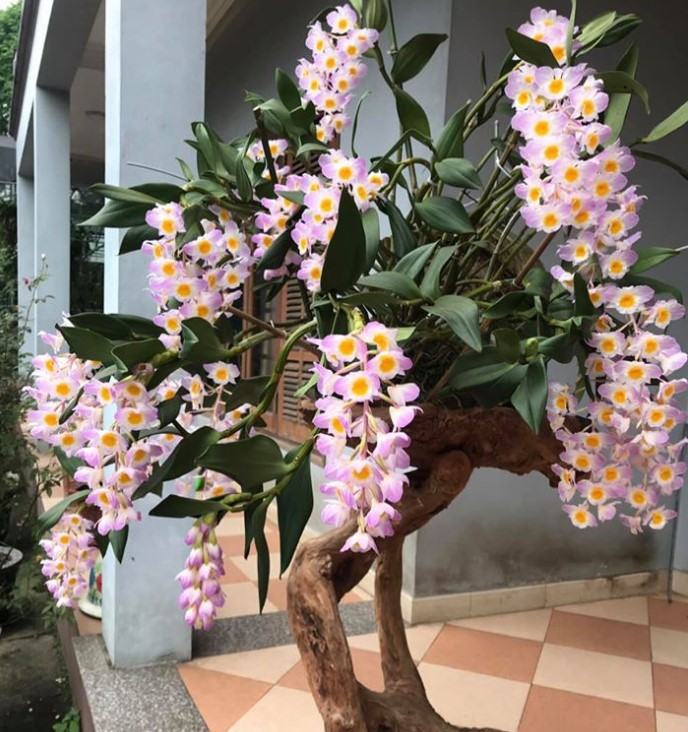 Hoa lan kiều tím - Loài hoa có vẻ đẹp không tỳ vết 30 - kythuatcanhtac.com