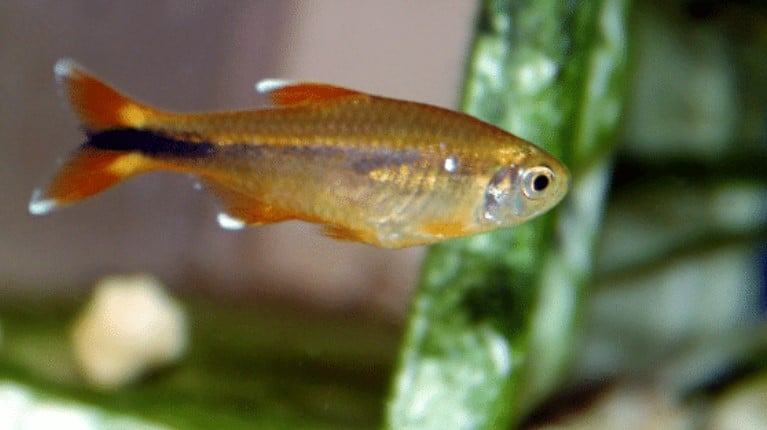Cá đuôi đèn tetra - Cá nana - Đặc điểm sinh học cá đuôi đèn 5 - kythuatcanhtac.com