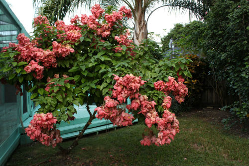 Hoa én hồng được trồng trang trí trước nhà - kythuatcanhtac.com