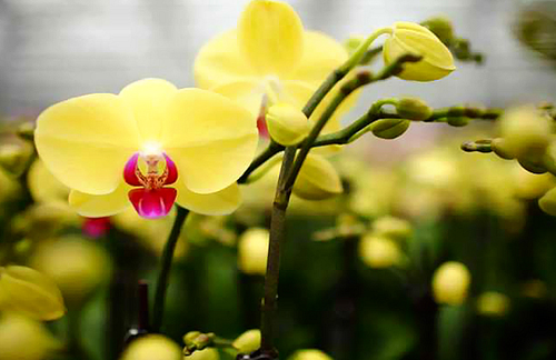 Hoa lan vàng - kythuatcanhtac.com