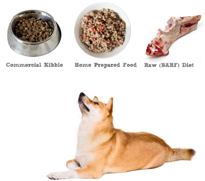 Thức ăn tốt nhất cho chó Shiba Inu - kythuatcanhtac.com