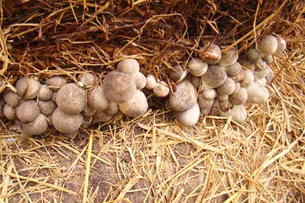 Nấm rơm chỉ thu hoạch được trong khoảng 3-4 ngày nên cần phải tranh thủ thu hái nấm - kythuatcanhtac.com