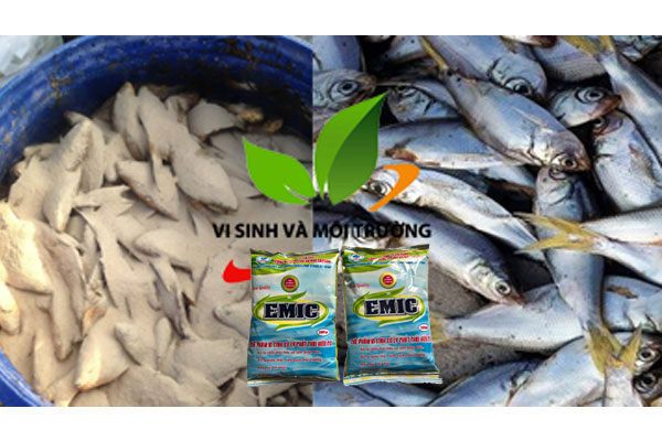 Sử dụng chế phẩm EM để ủ phân cá  - kythuatcanhtac.com