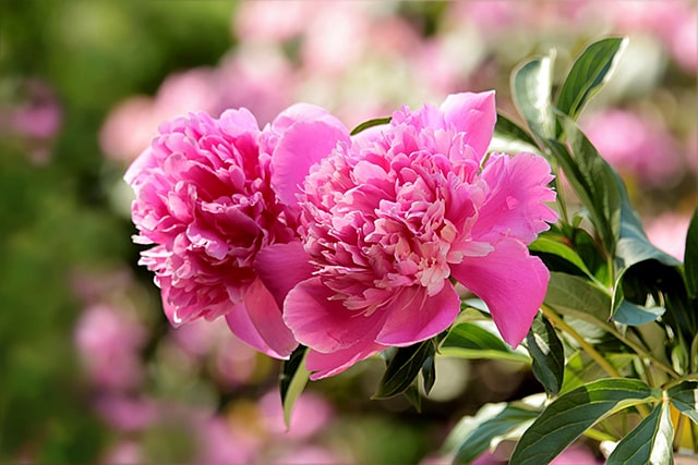Cách trồng hoa mẫu đơn hồng - kythuatcanhtac.com