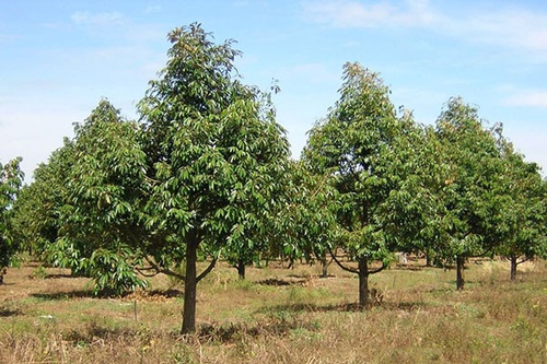 Kỹ thuật trồng sầu riêng - kythuatcanhtac.com