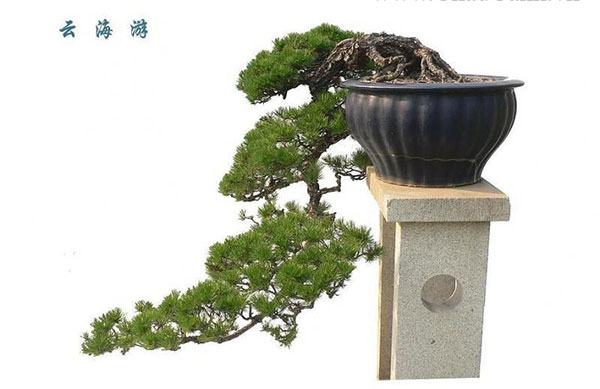 bonsai-dang-huyen-4a - kythuatcanhtac.com