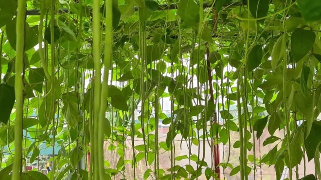 Ông bố Phú Thọ làm vườn sân thượng theo bí quyết riêng, rau quả xanh tốt quanh năm - 14 - kythuatcanhtac.com