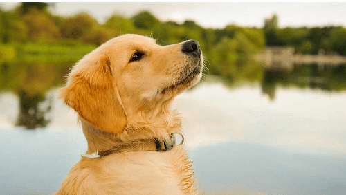 Chó golden Retriever - Những thông tin cơ bản liên quan đến chó golden Retriever 13 - kythuatcanhtac.com