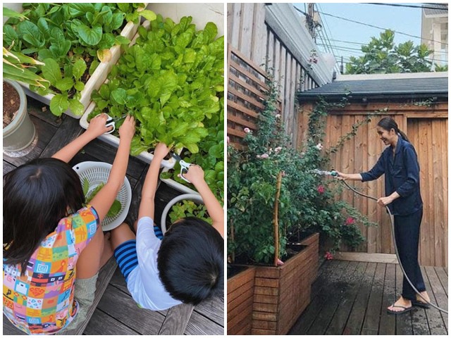 Tăng Thanh Hà trồng rau xanh trong biệt thự, 2 nhóc tỳ hào hứng phụ mẹ thu hoạch - kythuatcanhtac.com