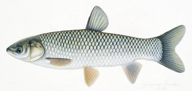 Đặc điểm sinh học của cá Trắm Cỏ - kythuatcanhtac.com