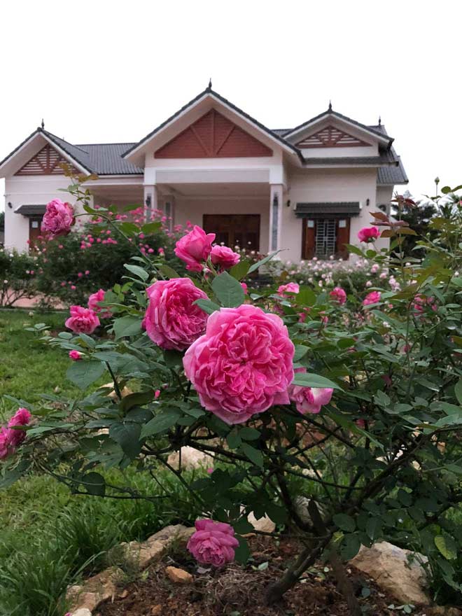Mê mẩn vườn hồng đẹp như mơ, rộng hàng nghìn m2 của bà mẹ Hà thành - 10 - kythuatcanhtac.com