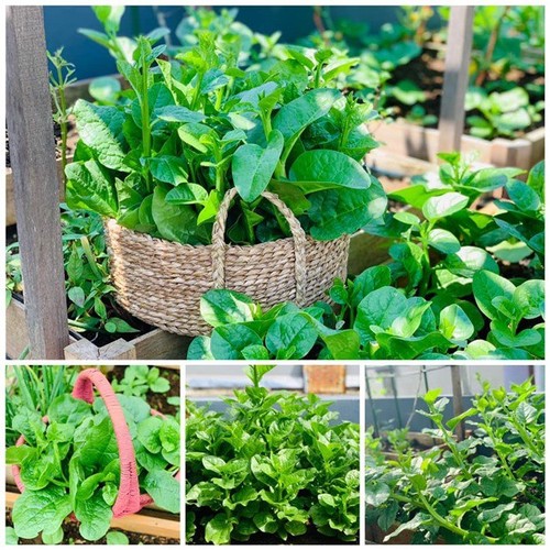 Mẹ Tây Bắc hé lộ cách làm sân thượng trồng cả trăm loại rau, hiếm khi phải ra chợ mua - 16 - kythuatcanhtac.com