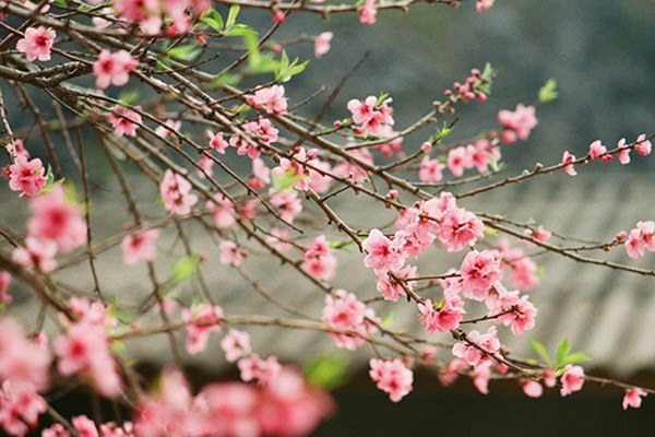 Hoa Đào ngày Tết: Sự tích, ý nghĩa và cách chăm sóc cho hoa nở đẹp - 1 - kythuatcanhtac.com