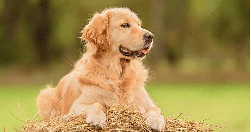 Chó golden Retriever - Những thông tin cơ bản liên quan đến chó golden Retriever 18 - kythuatcanhtac.com