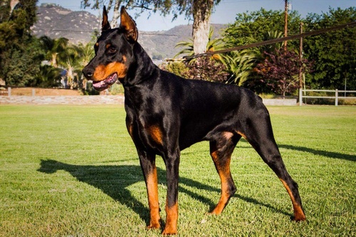 Chú chó Doberman thuần chủng với bộ lông đen đang đứng trên nền cỏ xanh - kythuatcanhtac.com