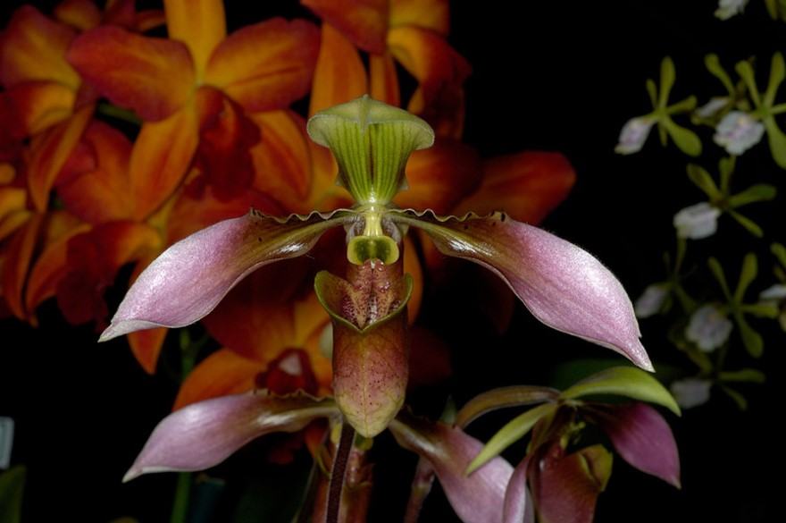 Hoa lan hài - Nguồn gốc, đặc điểm, cách trồng và chăm sóc hoa lan hài 15 - kythuatcanhtac.com