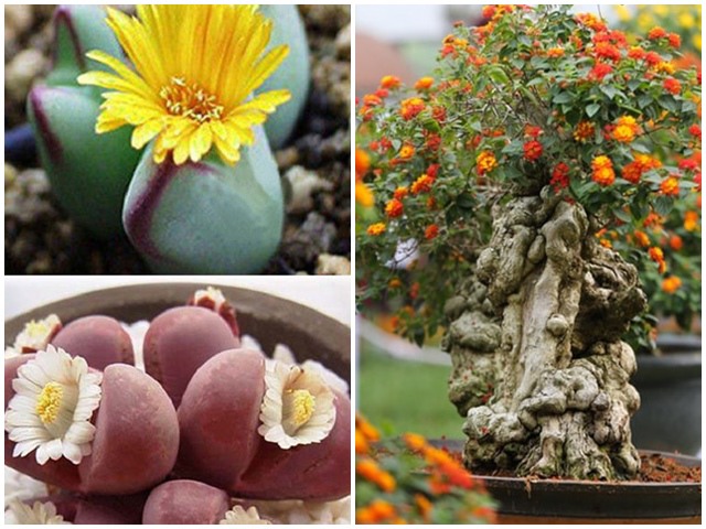Ba loại hoa thích sống khổ, càng tưới nhiều rễ càng thối, mùa đông nên cắt nước - kythuatcanhtac.com