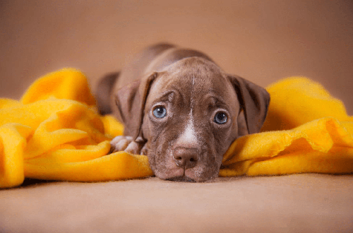 Chó Pitbull - Nguồn gốc, đặc điểm, cách chăm sóc chú chó Pitbull 30 - kythuatcanhtac.com