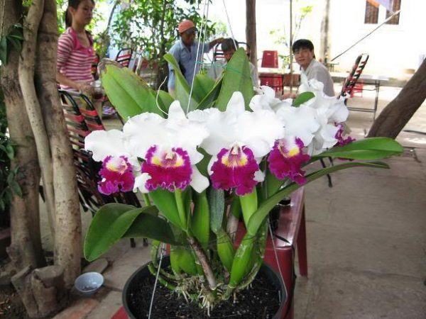 Cách cho lan Cattleya ra hoa - kythuatcanhtac.com