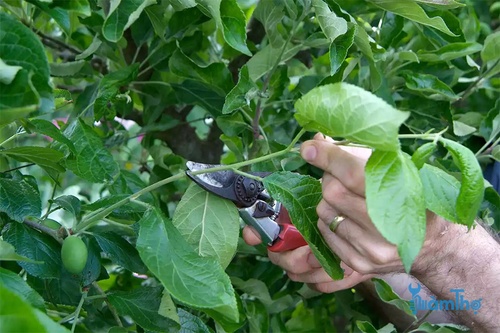 Cắt tỉa cây vào mùa hè ngăn ngừa bệnh tật - kythuatcanhtac.com