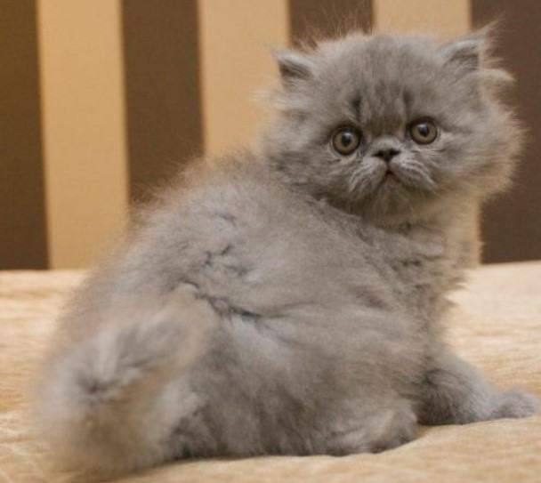 Kiến thức Mèo Anh Lông Dài (British Longhair Cat) A-Z 19 - kythuatcanhtac.com